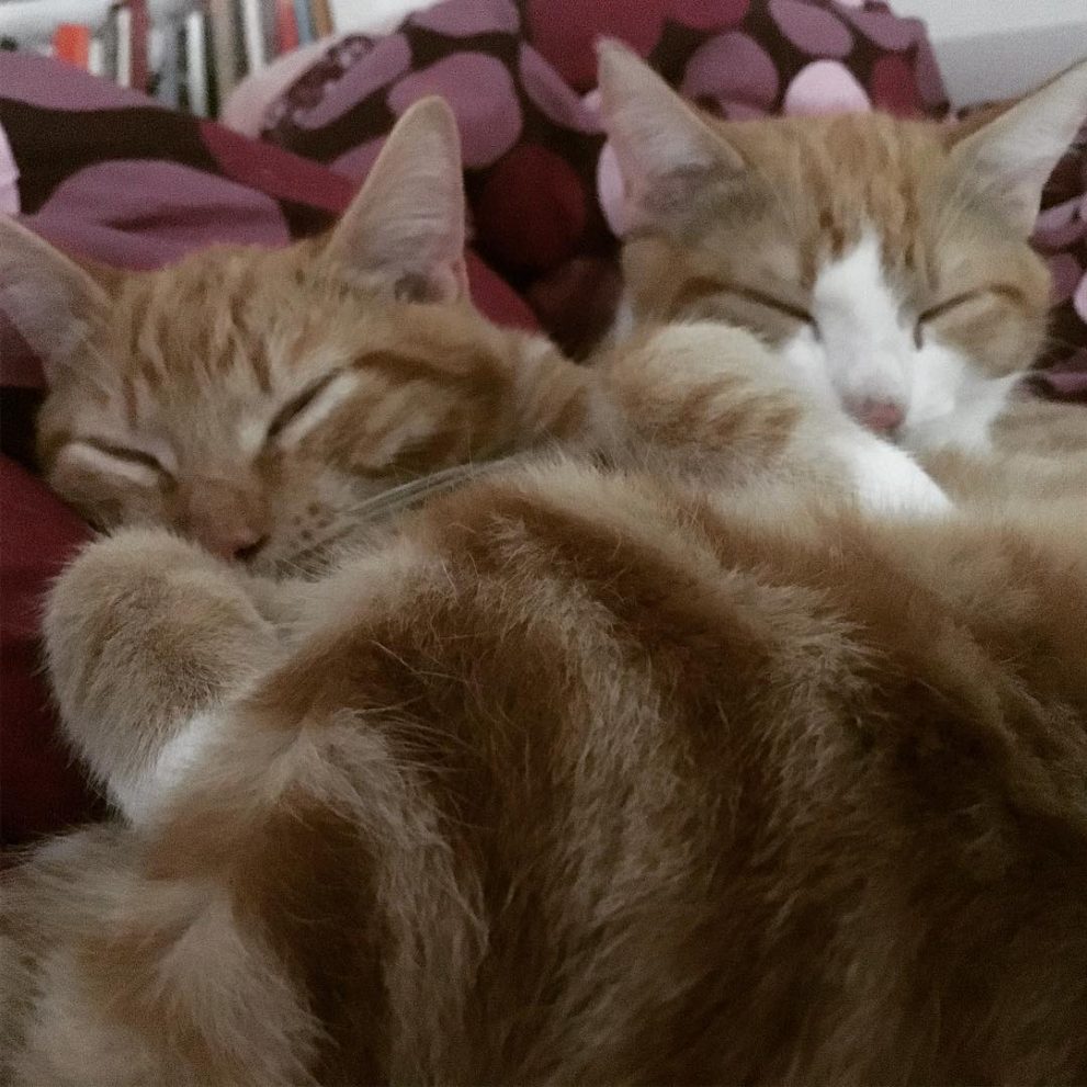 Zwei süße, schlafende Katzen!