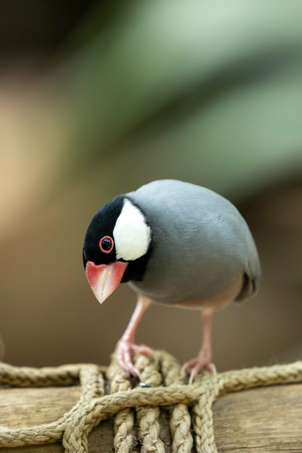 bird-8037744_1920
