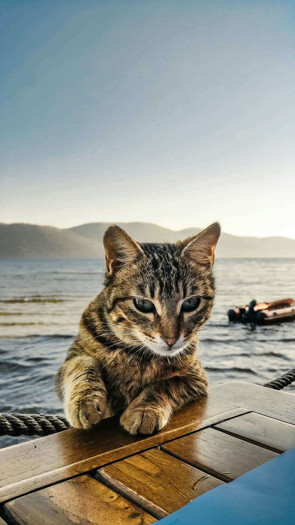 pexels-nihat-12231-68594
